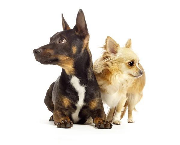Dogs looking away from each other white background — Stock Photo, Image
