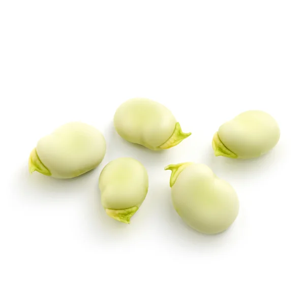 孤立的白色衬底上的蚕豆的种子 — 图库照片