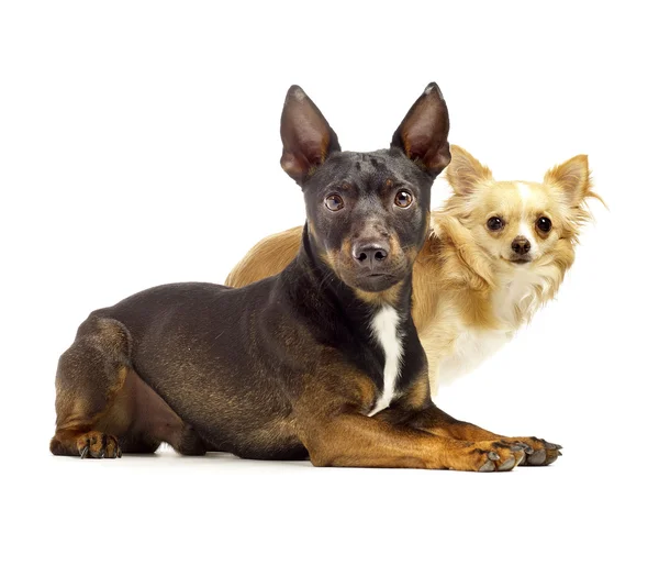 Dois cães sentados um ao lado do outro olhando bonito — Fotografia de Stock