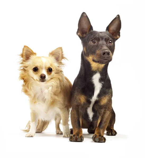 Dos perros sentados uno junto al otro buscando lindo —  Fotos de Stock
