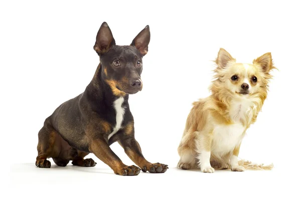 Dogs sitting next to each other — Stock Photo, Image