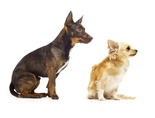 Dos perros sentados uno junto al otro buscando lindo —  Fotos de Stock