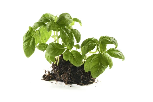Basil still growing in a patch — Stock Photo, Image