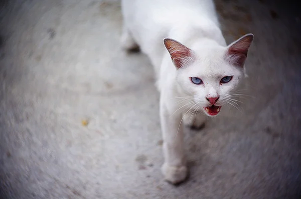 Hungrige Katze — Stockfoto