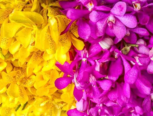 Sarı ve pembe çiçek — Stok fotoğraf