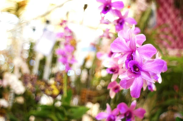 Orkidéer i bokeh bakgrund — Stockfoto