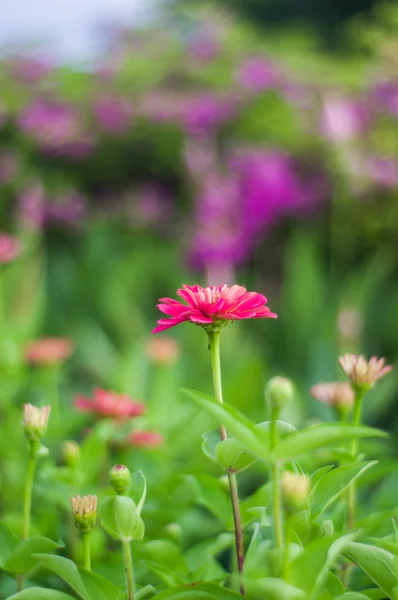 Fuchsia flowers. — Stock Photo, Image