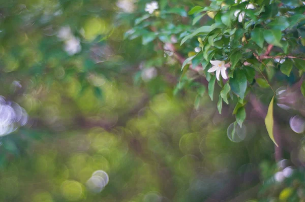 bokeh arka plan üzerinde beyaz çiçek