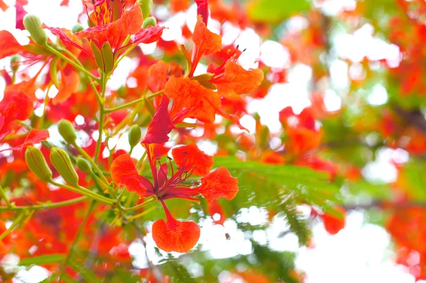 Červený květ na pozadí bokeh — Stock fotografie