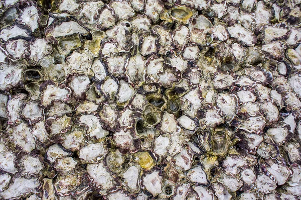 koh Larne patatya, chon buri, kabuk sıralama