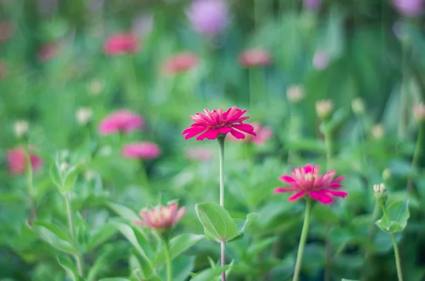 Fuchsia flowers. — Stock Photo, Image