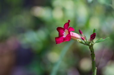 kırmızı çiçekler