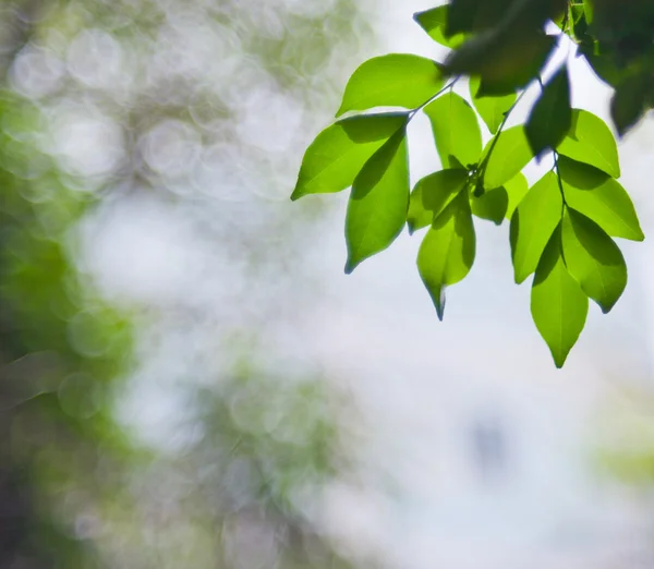 Лист дерева на боке фоне — стоковое фото