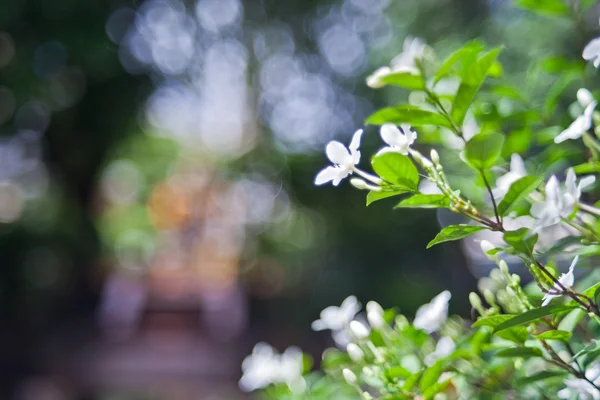 Hvite blomster på bokeh-bakgrunn – stockfoto