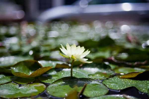 Lótus amarelo no fundo bokeh — Fotografia de Stock