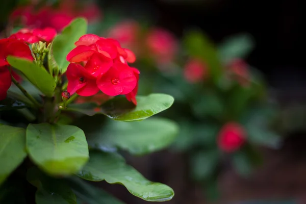 Euphorbia milii planta joven sobre fondo borroso —  Fotos de Stock