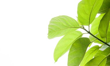 Beyaz arkaplanda yeşil yaprak izole edildi