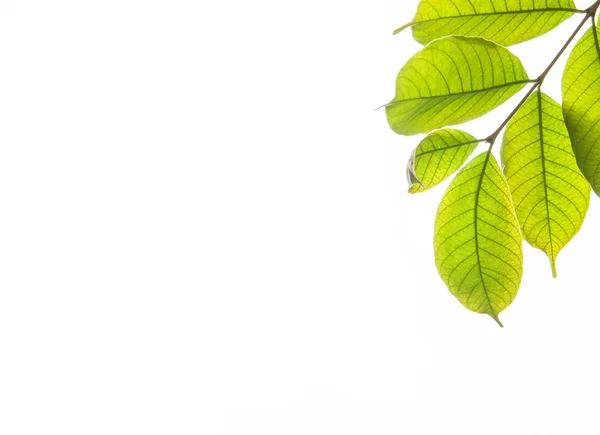 Beyaz arkaplanda yeşil yaprak izole edildi