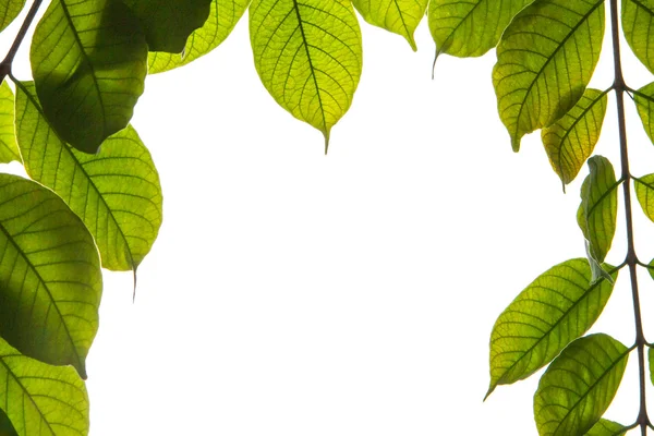 Beyaz arkaplanda yeşil yaprak izole edildi