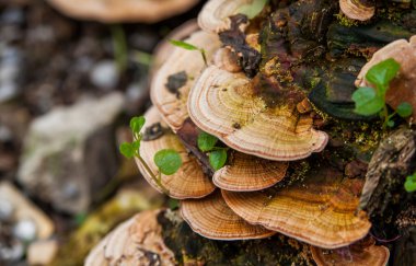 mantar (trametes versicolor) tedavisi için düşmüş ve çürüyen bir ağaç üzerinde