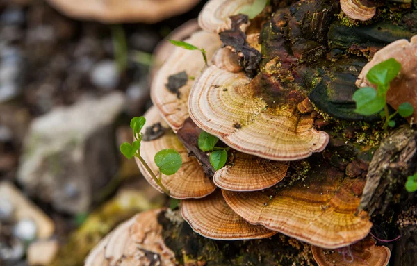 mantar (trametes versicolor) tedavisi için düşmüş ve çürüyen bir ağaç üzerinde