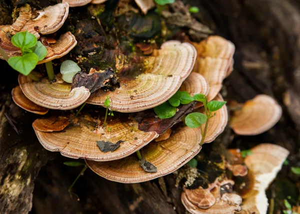 mantar (trametes versicolor) tedavisi için düşmüş ve çürüyen bir ağaç üzerinde