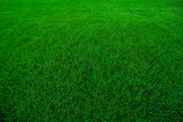 Greensward för bakgrund — Stockfoto