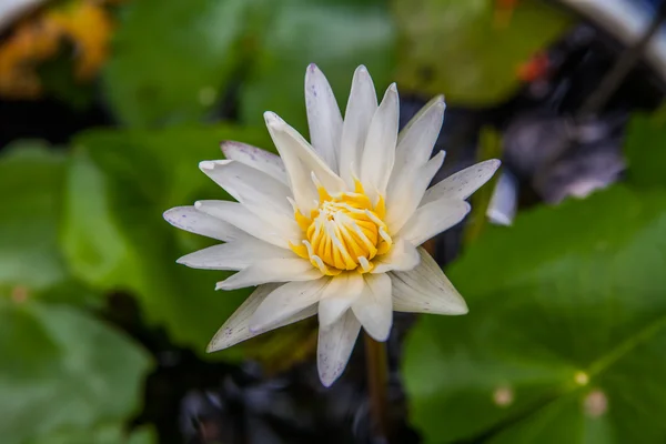 Flor de lótus branco ou flores de lírio de água florescendo na lagoa — Fotografia de Stock