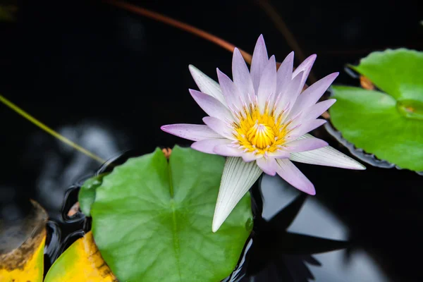 Flor de lótus rosa ou flores de lírio de água florescendo na lagoa — Fotografia de Stock