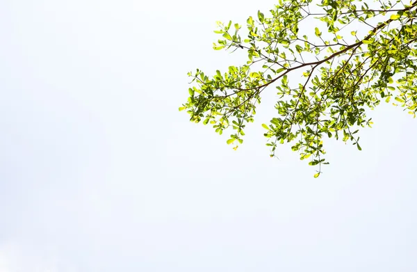 Folha verde isolada sobre fundo branco — Fotografia de Stock