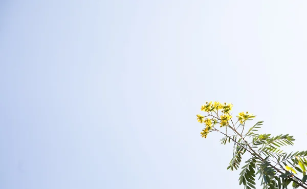Желтые цветы для фона — стоковое фото