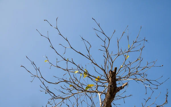 Dry branches isolated for background — Stock Photo, Image