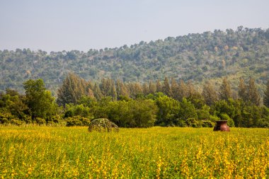 Çiçek Bahçe, jim thomson çiftlik nakhon ratchasima Tayland