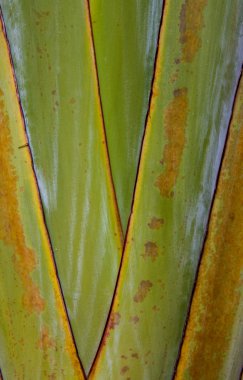 Sanat desen ayrıntı muz fan (ravenala) Tayland