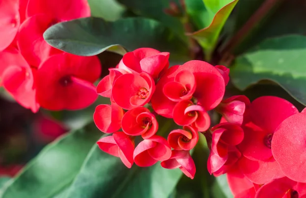 Corona de espinas flores, Euphorbia milli Desmoul —  Fotos de Stock