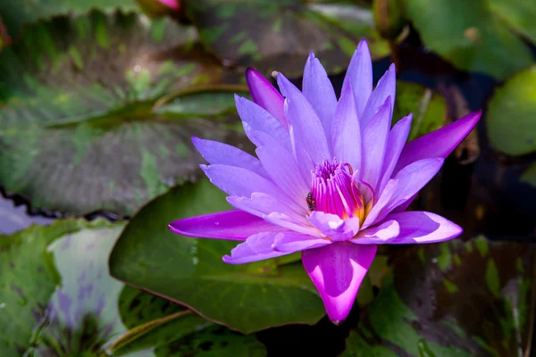 Vacker näckros eller lotus blomma i dammen bangkok thailand Stockbild