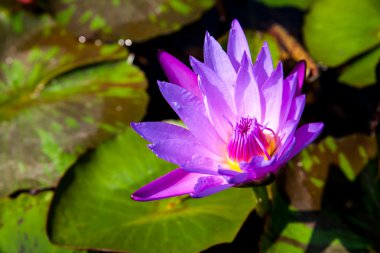 güzel nilüfer veya lotus çiçeği gölet bangkok Tayland