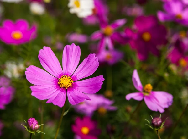 Kozmos çiçekleri Bahçe, jim thomson çiftlik nakhon ratchasima t