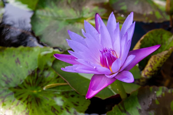 Lindas flores de lótus ou nenúfares na lagoa Bangkok Tailândia — Fotografia de Stock