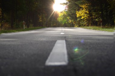 Ormanda asfalt yol. Gelecek için bir metafor ve yaşam için bir yolculuk. Sıcak bir sonbahar günü. 