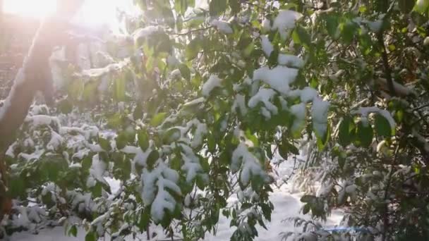 Nieve Sobre Plantas Verdes Con Luz Solar Fondo Jardín Casero — Vídeos de Stock