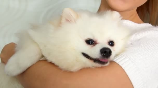 Chica Sostiene Poco Pomerania Blanca Perro Duerme Sus Brazos — Vídeos de Stock