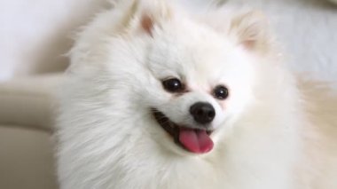 Küçük beyaz bir Pomeranya tükürüğünün yakın çekimi başını çevirir ve evdeki kanepede dinlenerek etrafına bakar..
