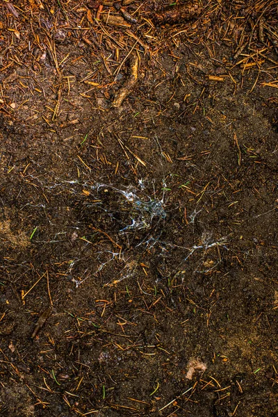 Sap Forest Floor — Stock Photo, Image