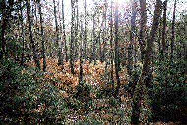 Sonbaharda orman zemininde portakal eğreltiotu.