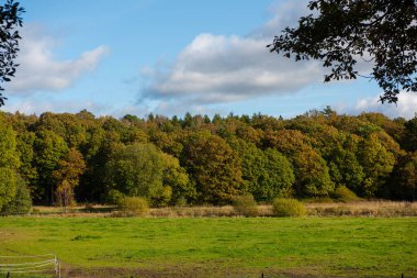 Bir sonbahar ormanının yanındaki tarla..