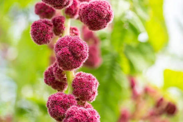 Magenta round flowers hanging from a stem.