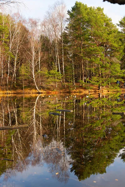 平静池塘中的森林倒影 — 图库照片