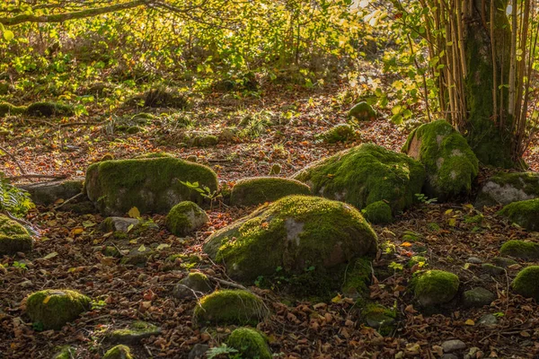 Mossyho Kameny Pod Stromem Lese — Stock fotografie