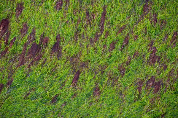 金属板の上で成長する緑藻 — ストック写真
